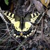 Macaone (Papilio 0machaon Linnaeus)