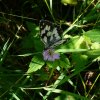 Melanargia galathea