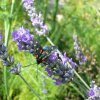 Zygaena filipendulae