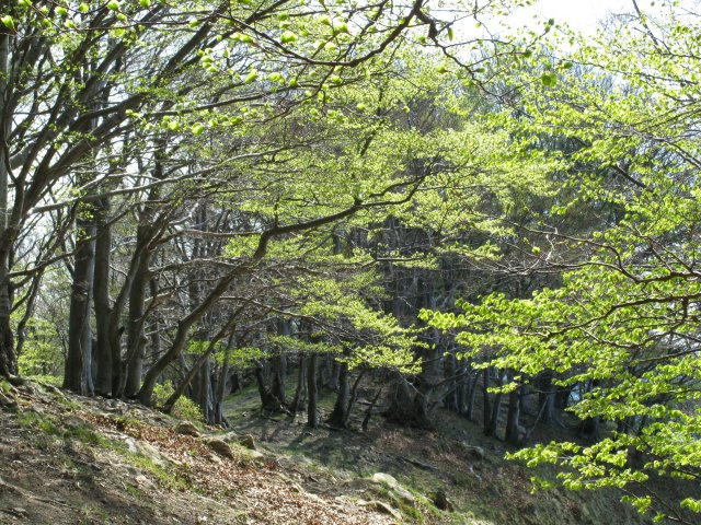 Bosco di faggi