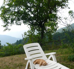 Paddy enjoys the shade of the old mulberry